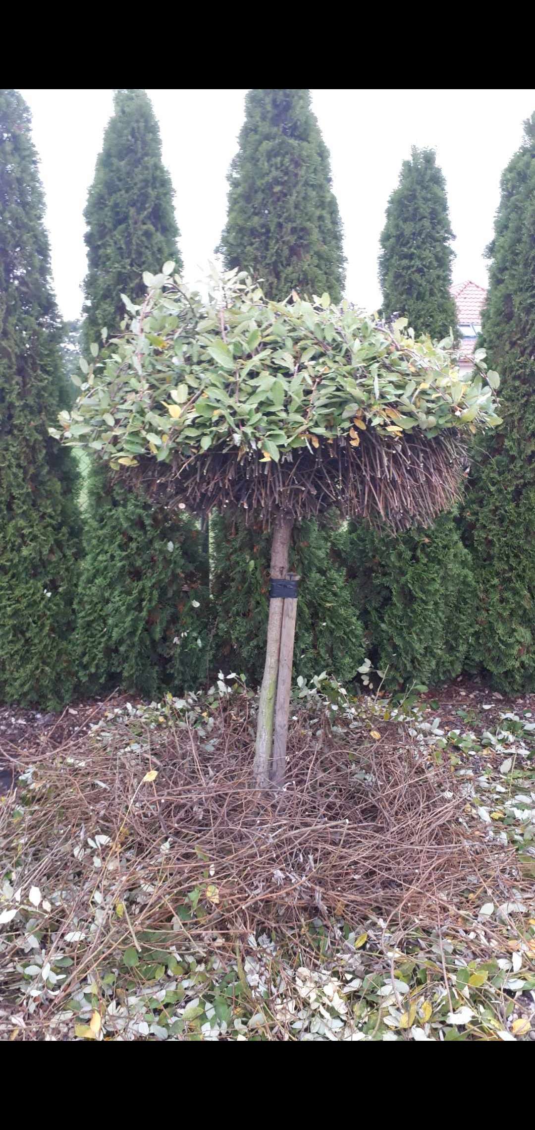 Trzy drzewka wierzba